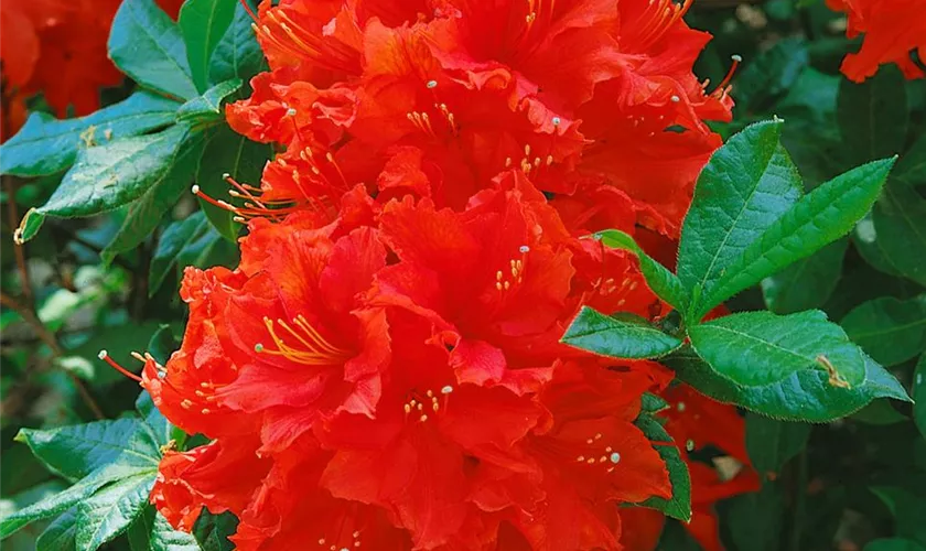 Rhododendron 'Mary Poppins'