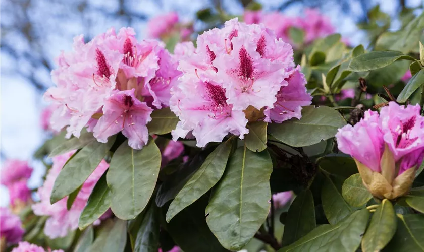 Rhododendron 'Holstein'