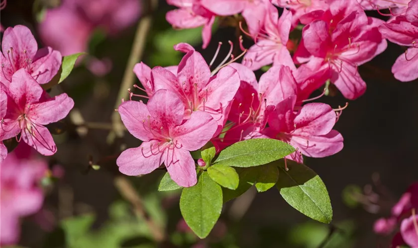 Rhododendron obtusum 'Madame Albert van Hecke', Stamm