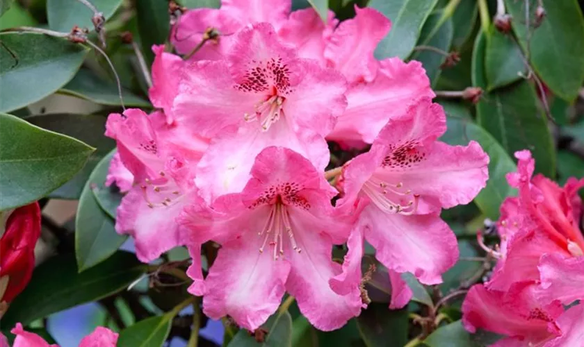 Rhododendron 'Bunter Favorit'