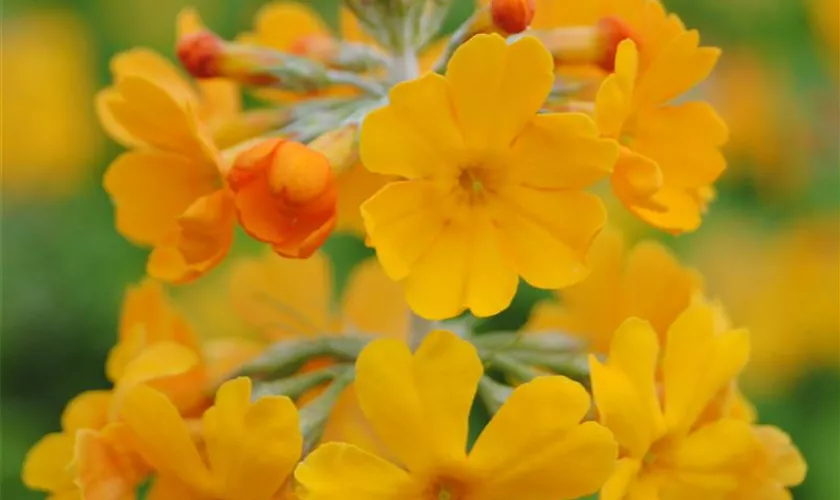 Primula bulleyana