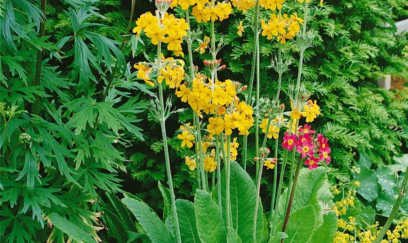 Primula x bullesiana, gelb