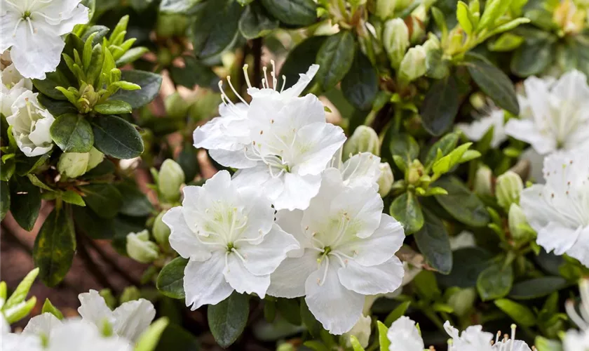 Rhododendron obtusum 'Maischnee'®