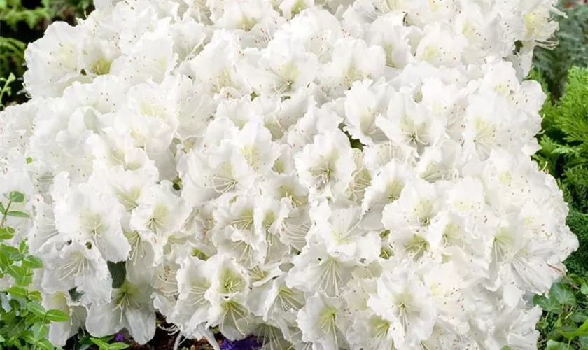 Rhododendron obtusum 'White Moon'