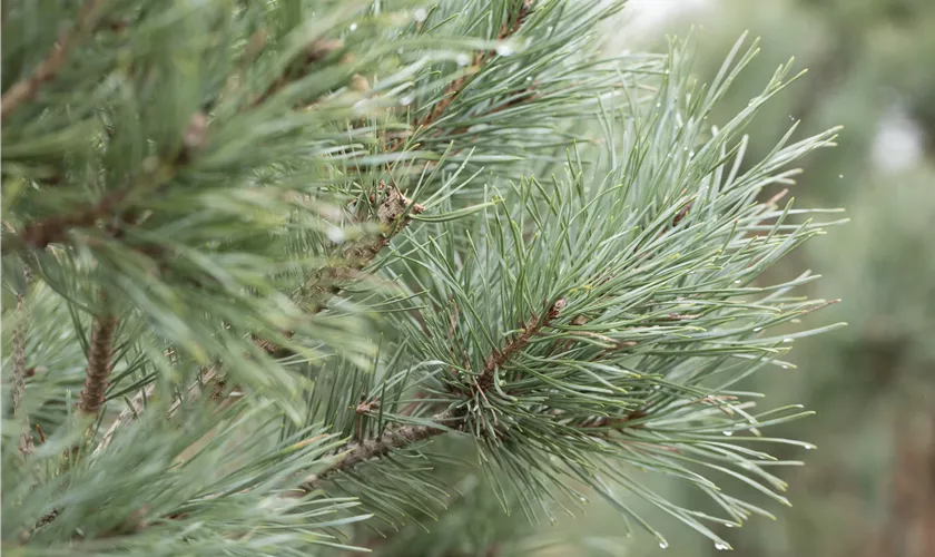 Silbergraue Zwergkiefer 'Argentea Compacta'