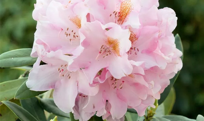 Rhododendron 'Teddy Bear'