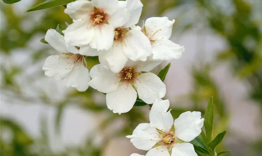 Prunus dulcis, Spalier