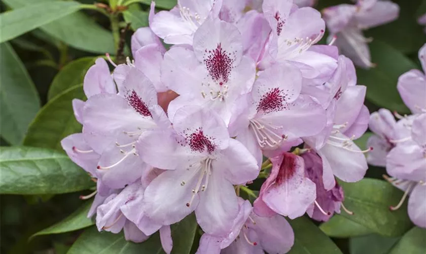 Rhododendron-Hybride 'Hutberg'