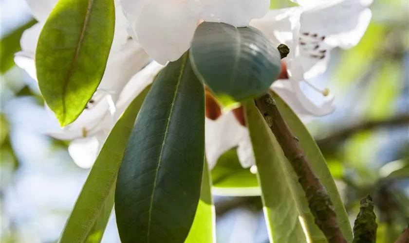 Rhododendron calophytum