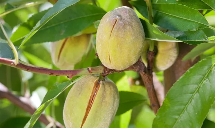 Prunus dulcis 'Amanda'