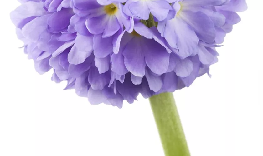 Primula denticulata 'Blue Selection'