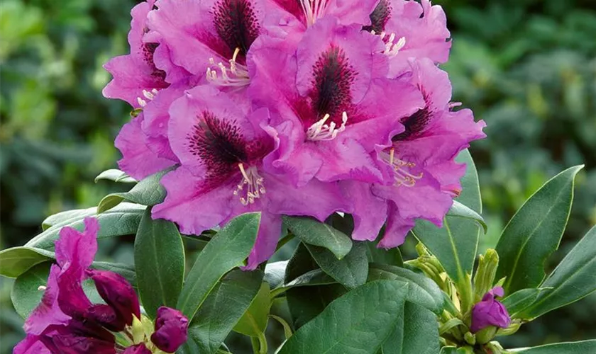 Rhododendron 'Mercator'