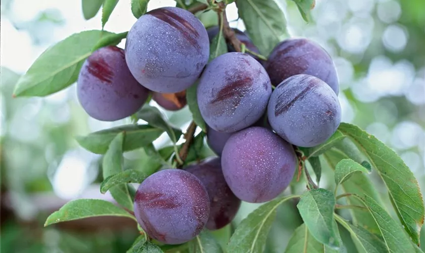 Prunus salicina 'Angeleno'®