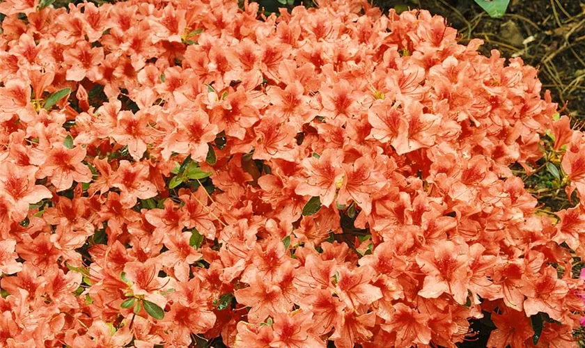 Rhododendron obtusum 'Orange Beauty'