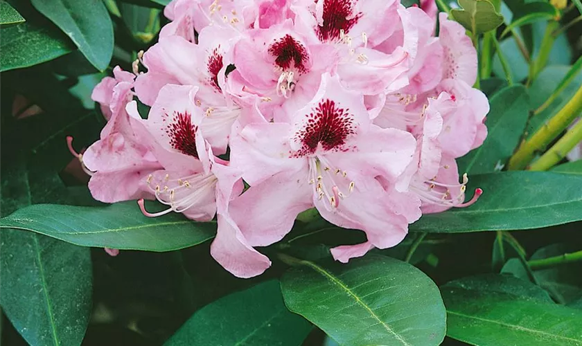 Rhododendron 'Sarastro'