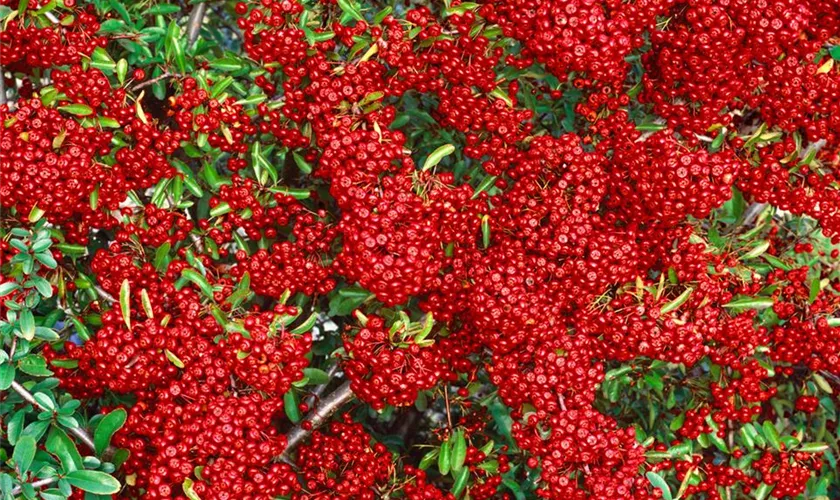 Pyracantha 'Saphyr Rouge'®, Spalier