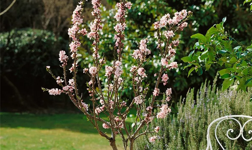 Prunus dulcis 'Palatina'