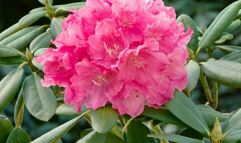 Yaku-Rhododendron 'Frühlingserwachen'