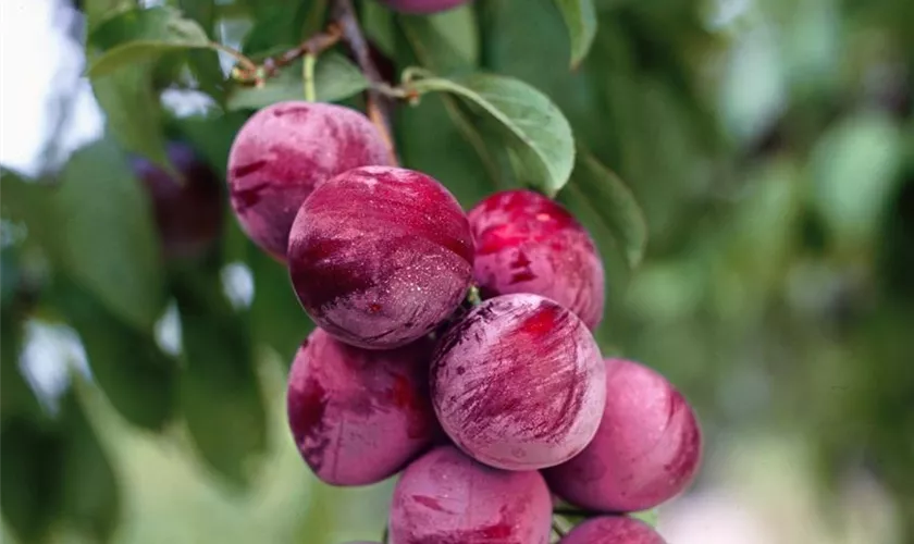 Prunus salicina 'Santa Rosa'