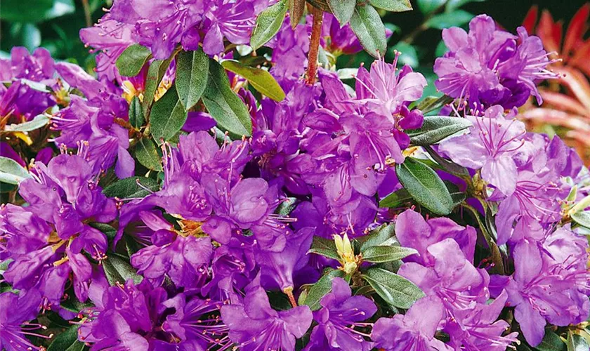 Rhododendron 'Azurella'