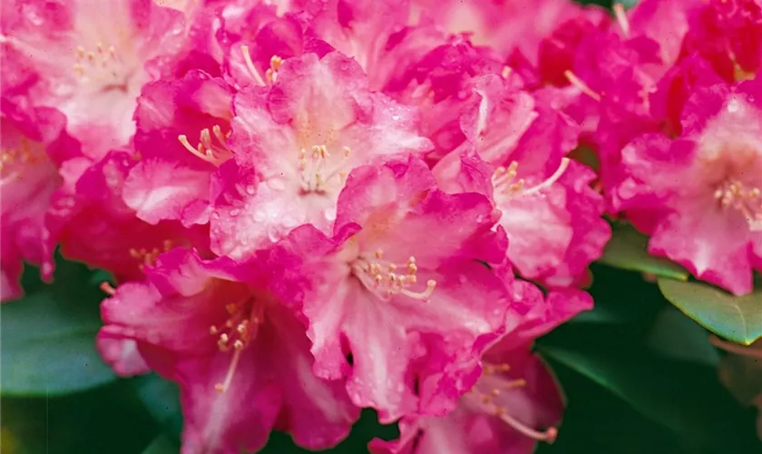 Yaku-Rhododendron 'Glanzblatt'