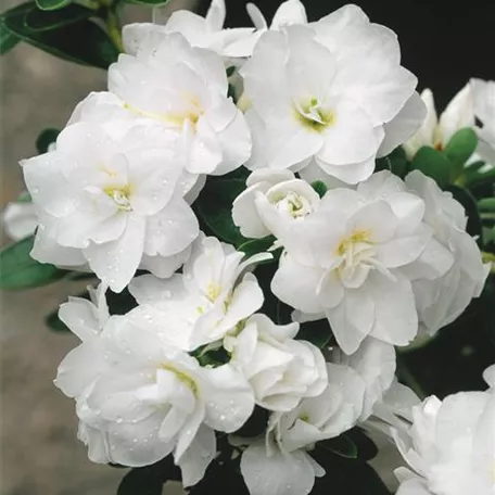 Rhododendron simsii 'Darius'