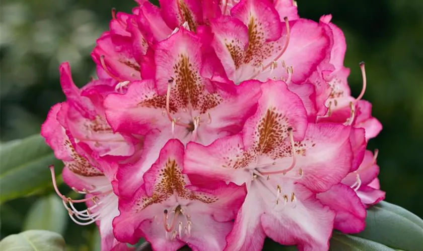 Rhododendron 'Campanile'