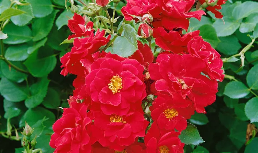 Strauchrose 'Kordes Brillant'®