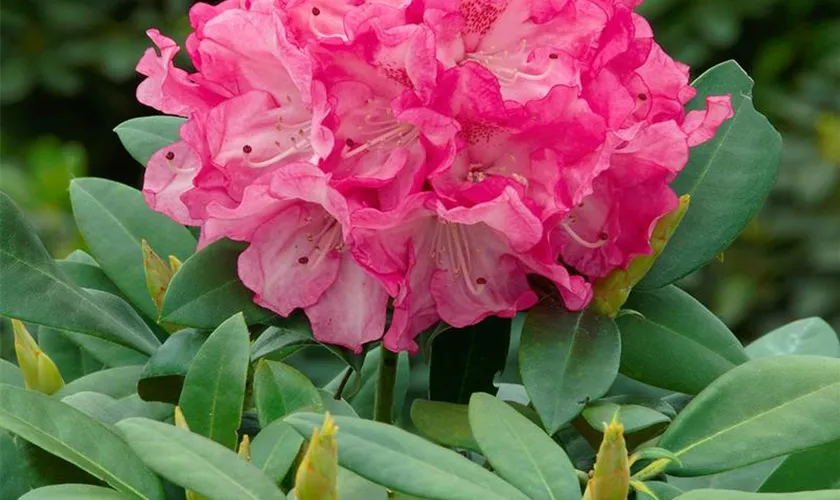 Yaku-Rhododendron 'Graf Anton Günther'