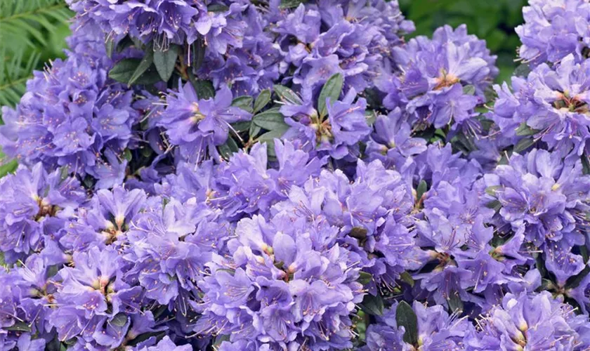 Kleinblättriger Rhododendron 'Blaumeise'