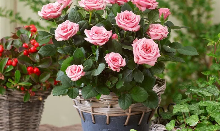 Topfrose 'Parade'®