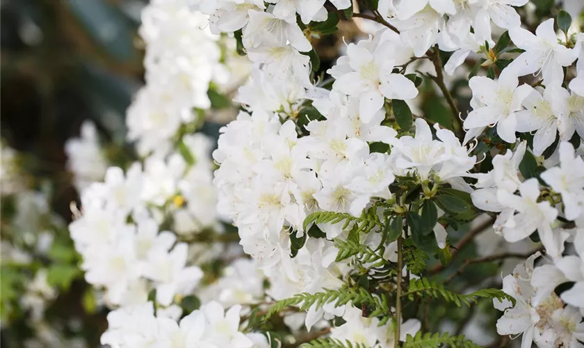 Rhododendron obtusum 'Schneesturm'