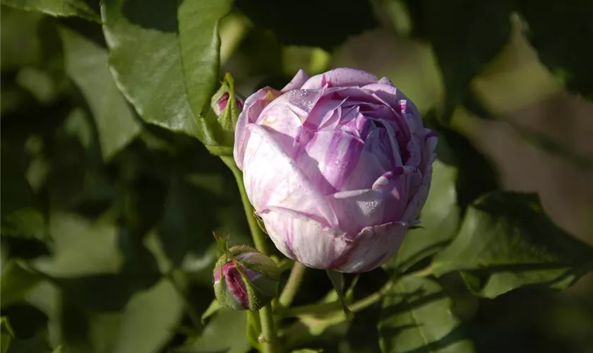 Bourbonrose 'Province Panachée'