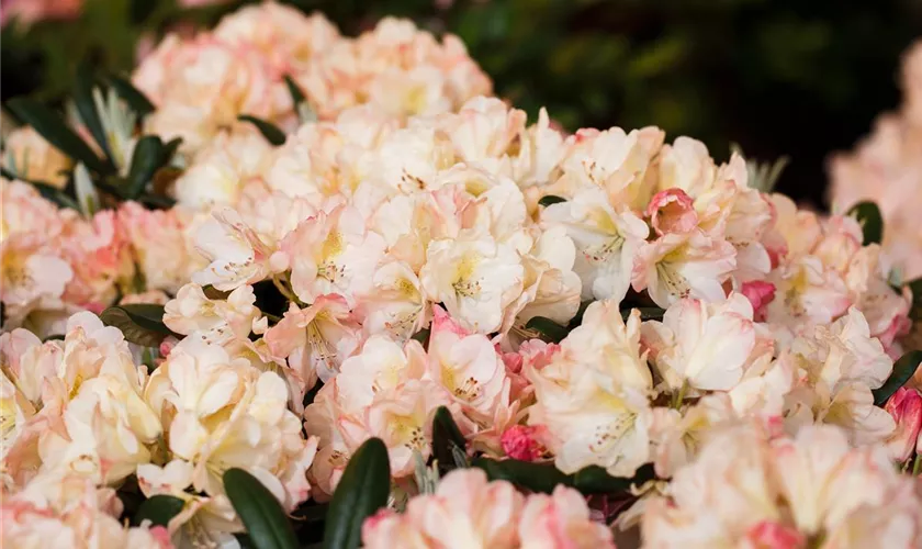 Yaku-Rhododendron 'Grumpy'