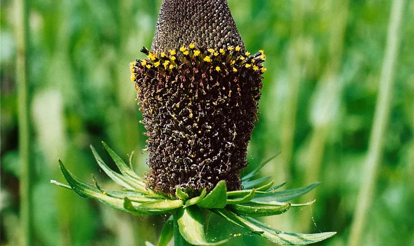 Rudbeckia occidentalis 'Green Wizard'