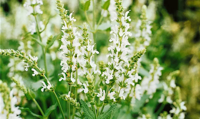 Salvia nemorosa 'Schneehügel'