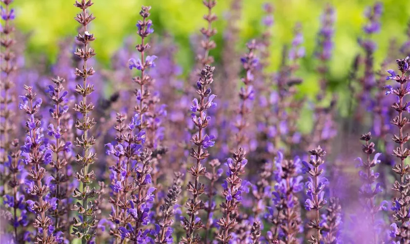 Salvia nemorosa 'Spring King'