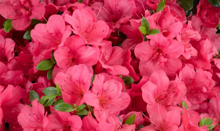 Rhododendron obtusum 'Purpurkissen'(s)