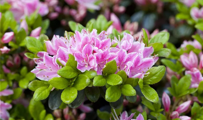 Rhododendron obtusum 'Rokoko'