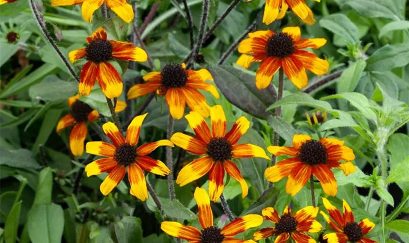 Rudbeckia triloba 'Prairie Glow'