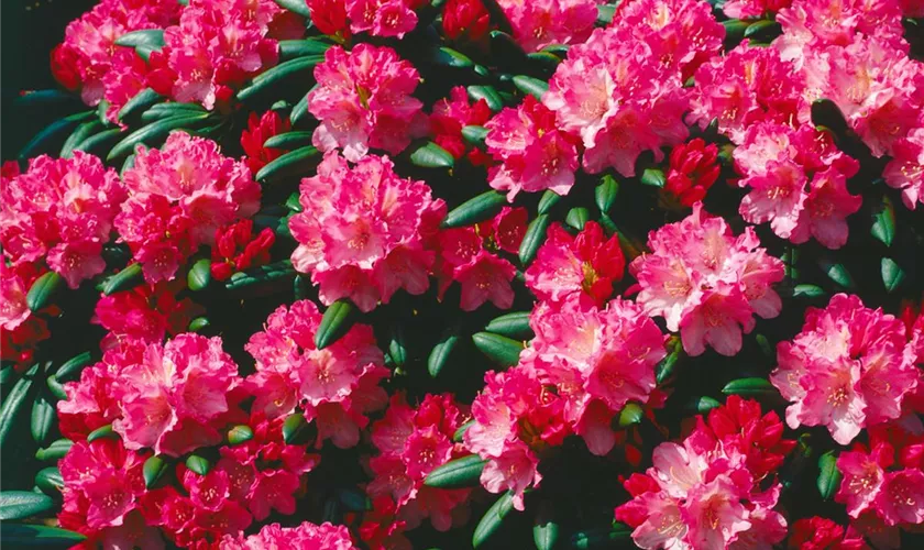 Yaku-Rhododendron 'Kerstine'