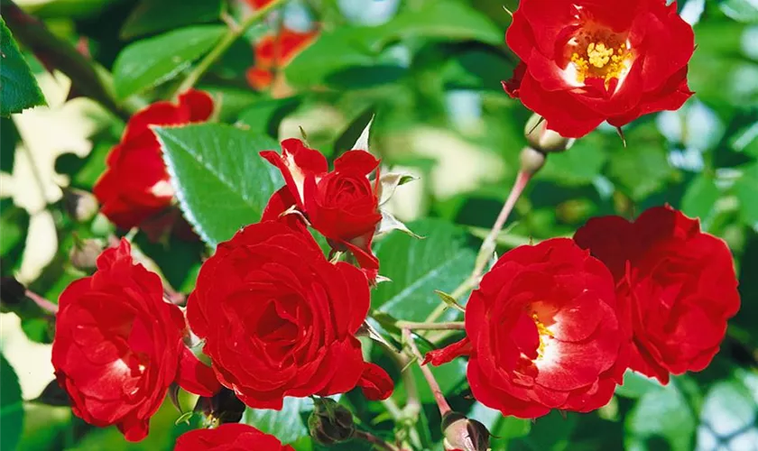 Rosa 'Scarlet Meidiland'®, Stamm