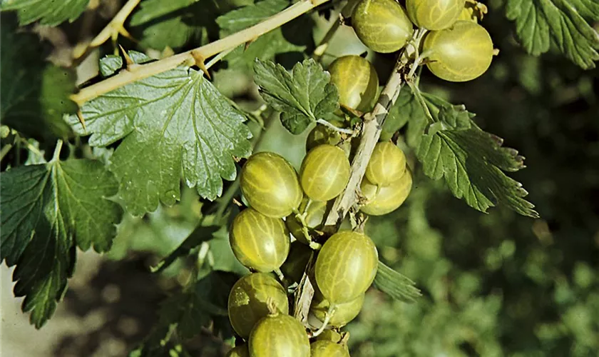 Stachelbeere 'Dornenloses Glück'