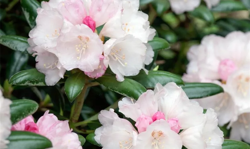 Yaku-Rhododendron 'Koichiro Wada Select'