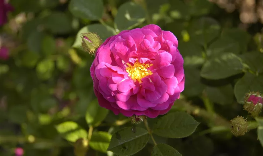 Rosa x centifolia 'Muscosa Rubra'