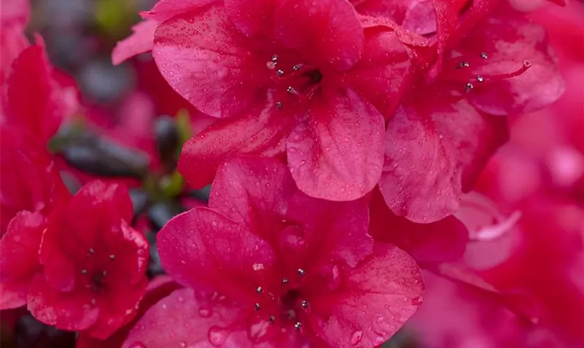 Rhododendron obtusum 'Sabina'