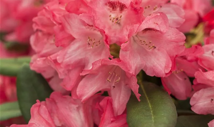 Yaku-Rhododendron 'Lampion'