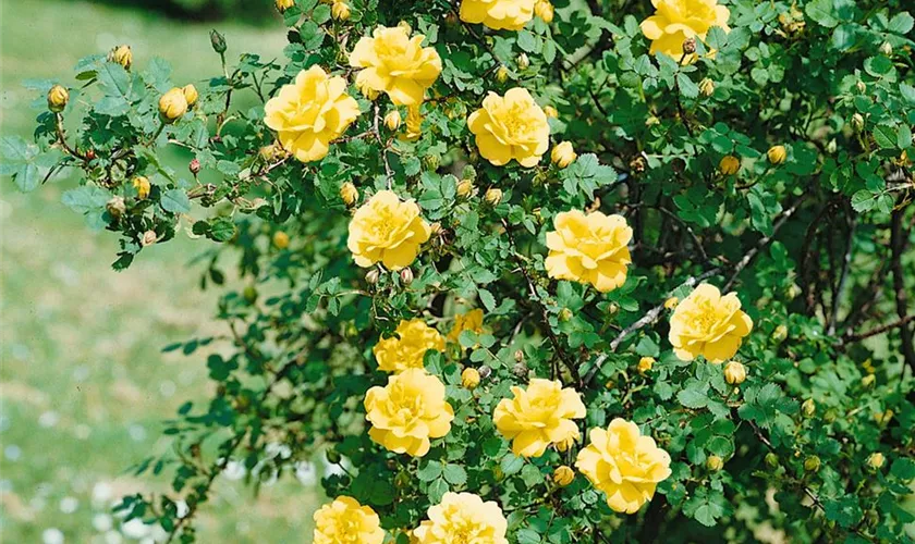 Rosa foetida 'Persian Yellow'