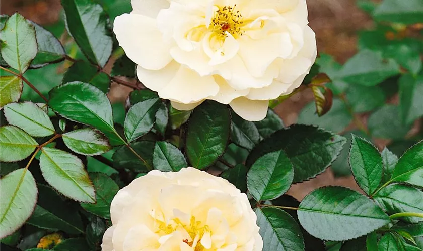 Rosa 'Landhochzeit'