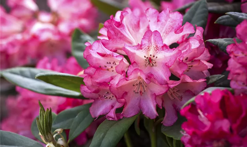 Yaku-Rhododendron 'Leuchtfeuer'